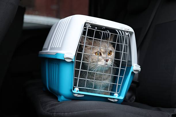 Gato dentro de un transportín homologado colocado en el asiento trasero de un taxi listo para el trayecto